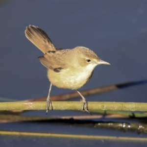 Acrocephalus australis at Belconnen, ACT - 10 Sep 2019 03:23 PM