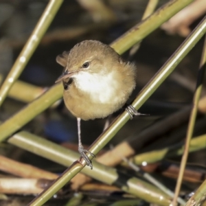 Acrocephalus australis at Belconnen, ACT - 10 Sep 2019 03:23 PM