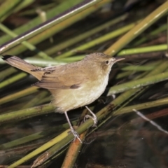 Acrocephalus australis at Belconnen, ACT - 10 Sep 2019 03:23 PM