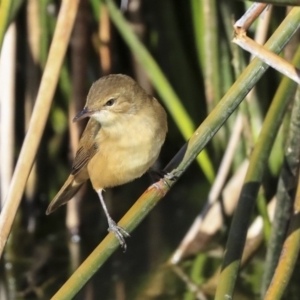 Acrocephalus australis at Belconnen, ACT - 10 Sep 2019 03:23 PM