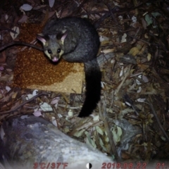 Trichosurus vulpecula (Common Brushtail Possum) at Australian National University - 21 Aug 2019 by ChenYang