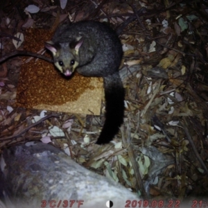 Trichosurus vulpecula at Acton, ACT - 22 Aug 2019