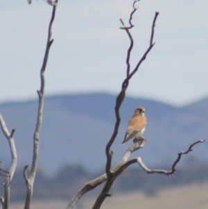 Falco cenchroides at Gundaroo, NSW - 15 Sep 2019 03:16 PM