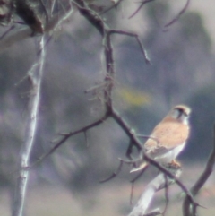 Falco cenchroides at Gundaroo, NSW - 15 Sep 2019 03:16 PM