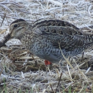 Gallinago hardwickii at Fyshwick, ACT - 15 Sep 2019