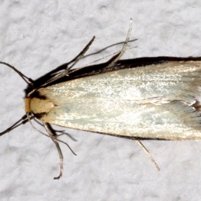 Philobota mathematica group undescribed species. (A concealer moth) at Ainslie, ACT - 6 Sep 2019 by jb2602