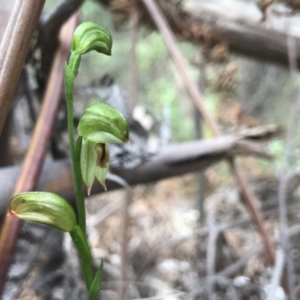 Bunochilus montanus (ACT) = Pterostylis jonesii (NSW) at Paddys River, ACT - suppressed