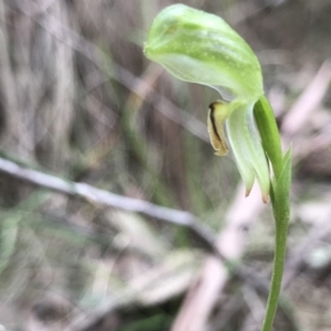 Bunochilus montanus (ACT) = Pterostylis jonesii (NSW) at Paddys River, ACT - suppressed