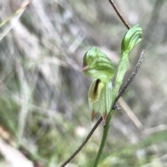 Bunochilus montanus (ACT) = Pterostylis jonesii (NSW) at Paddys River, ACT - suppressed