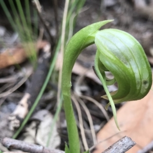 Pterostylis nutans at Paddys River, ACT - suppressed