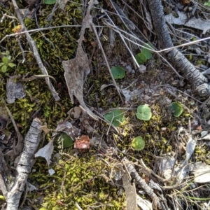 Corysanthes sp. at suppressed - 16 Sep 2019