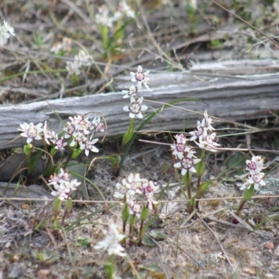 Wurmbea dioica subsp. dioica (Early Nancy) at Gundaroo, NSW - 15 Sep 2019 by Gunyijan