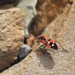 Melanerythrus mactans (A seed bug) at Gundaroo, NSW - 15 Sep 2019 by Gunyijan