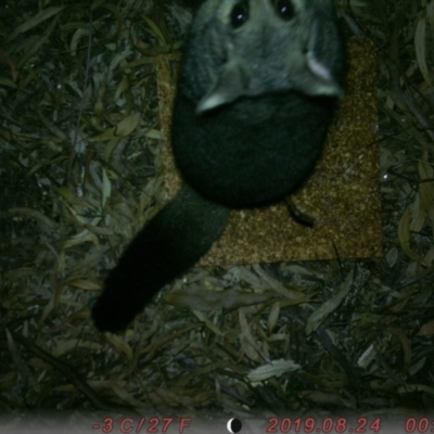 Trichosurus vulpecula (Common Brushtail Possum) at Acton, ACT - 24 Aug 2019 by Bermagui