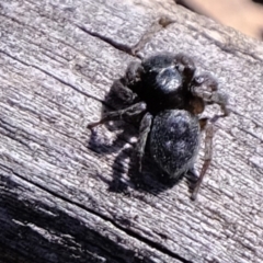 Salticidae (family) (Jumping spider) at Amaroo, ACT - 14 Sep 2019 by Kurt