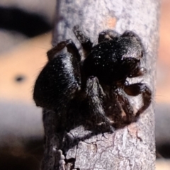 Salticidae (family) at Amaroo, ACT - 14 Sep 2019