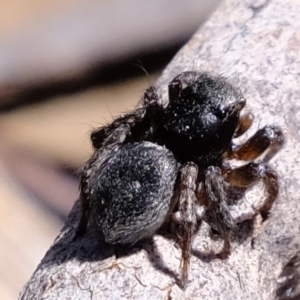 Salticidae (family) at Amaroo, ACT - 14 Sep 2019