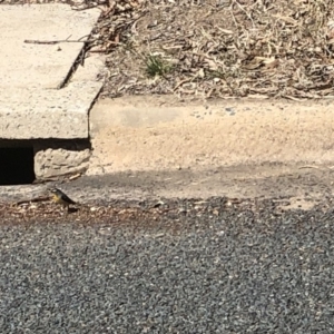 Pardalotus punctatus at Aranda, ACT - 16 Sep 2019 12:15 PM