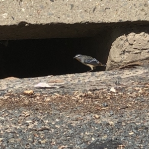 Pardalotus punctatus at Aranda, ACT - 16 Sep 2019 12:15 PM