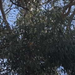 Pardalotus punctatus at Aranda, ACT - 16 Sep 2019