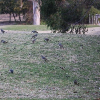 Ptilonorhynchus violaceus (Satin Bowerbird) at Federal Golf Course - 15 Sep 2019 by LisaH