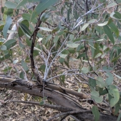 Eucalyptus nortonii (Mealy Bundy) at Conder, ACT - 16 Sep 2019 by MattM