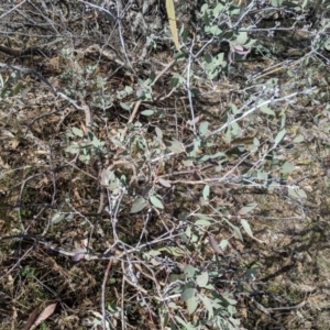 Eucalyptus nortonii at Conder, ACT - 16 Sep 2019