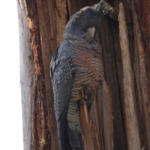 Callocephalon fimbriatum at Hughes, ACT - 15 Sep 2019