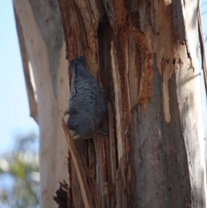 Callocephalon fimbriatum at Hughes, ACT - 15 Sep 2019