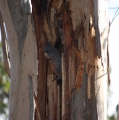 Callocephalon fimbriatum at Hughes, ACT - 15 Sep 2019