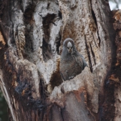 Callocephalon fimbriatum (Gang-gang Cockatoo) at Hughes, ACT - 15 Sep 2019 by LisaH