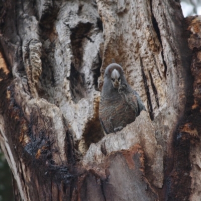 Callocephalon fimbriatum (Gang-gang Cockatoo) at Hughes, ACT - 15 Sep 2019 by LisaH