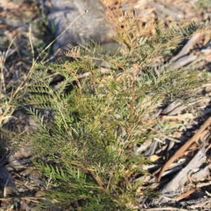 Grevillea robusta at Hughes, ACT - 16 Sep 2019 09:47 AM