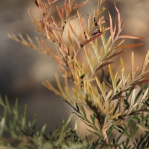 Grevillea robusta at Hughes, ACT - 16 Sep 2019 09:47 AM