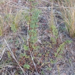 Cheilanthes sieberi (Rock Fern) at Old Tuggeranong TSR - 6 Jul 2014 by michaelb