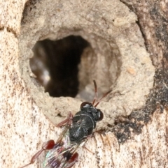 Chalcididae (family) (Unidentified chalcid wasp) at Kambah, ACT - 16 Sep 2019 by Marthijn