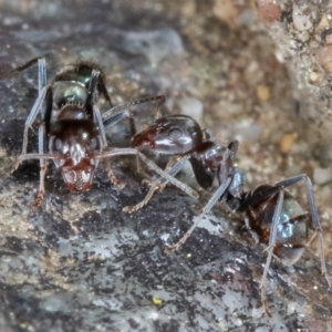 Iridomyrmex rufoniger at Kambah, ACT - 16 Sep 2019 10:32 AM