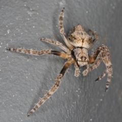 Hortophora sp. (genus) (Garden orb weaver) at Kambah, ACT - 16 Sep 2019 by Marthijn