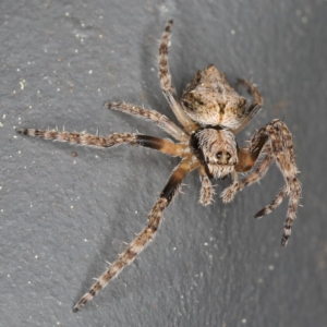 Hortophora sp. (genus) at Kambah, ACT - 16 Sep 2019 10:53 AM