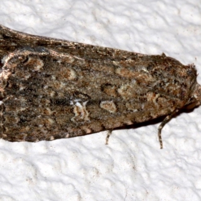 Hypoperigea tonsa (A noctuid moth) at Ainslie, ACT - 15 Sep 2019 by jb2602