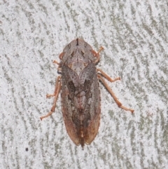 Stenocotis depressa at Acton, ACT - 13 Sep 2019