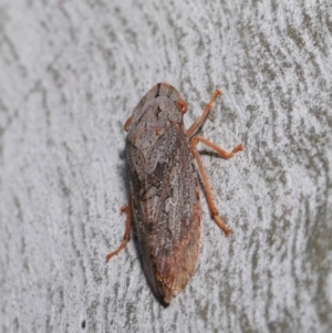 Stenocotis depressa at Acton, ACT - 13 Sep 2019