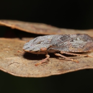 Stenocotis depressa at Acton, ACT - 13 Sep 2019