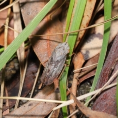 Stenocotis depressa at Acton, ACT - 13 Sep 2019