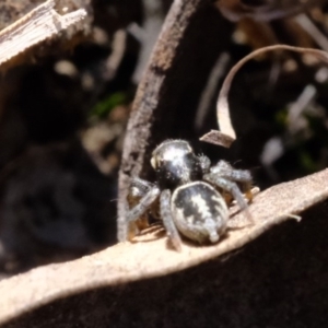 Salpesia sp. (genus) at Amaroo, ACT - 14 Sep 2019