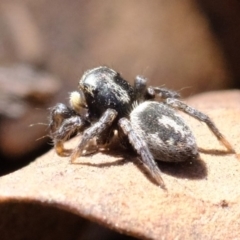 Salpesia sp. (genus) at Amaroo, ACT - 14 Sep 2019