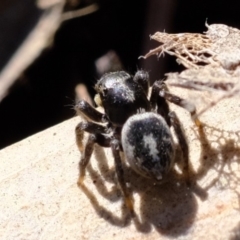 Salpesia sp. (genus) at Amaroo, ACT - 14 Sep 2019