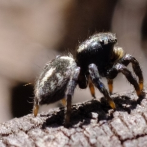 Salpesia sp. (genus) at Amaroo, ACT - 14 Sep 2019