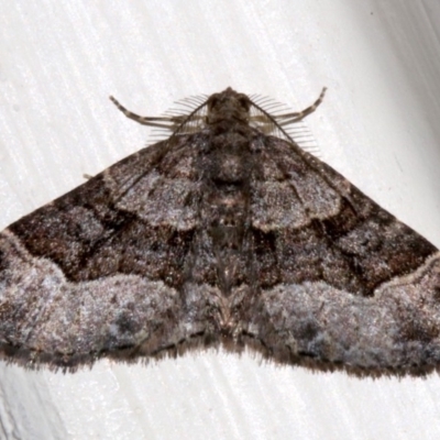 Epyaxa sodaliata (Sodaliata Moth, Clover Moth) at Ainslie, ACT - 15 Sep 2019 by jbromilow50