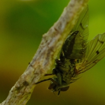 Helina sp. (genus) (Muscid fly) at Florey, ACT - 16 Sep 2019 by Kurt